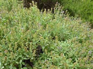 Φασκομηλιά στο Τμήμα Φαρμακευτικών Φυτών του Βοτανικού Κήπου Διομήδη