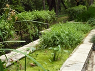Φακή του νερού στον Ανθώνα του Βοτανικού Κήπου Διομήδη
