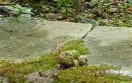 Στον Βοτανικό Κήπο Διομήδη: ένας φρύνος, που εμείς ονομάζουμε «βατραχάκι», παρακολουθεί τα πάντα