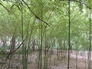 Στον Βοτανικό Κήπο Διομήδη: μπαμπού