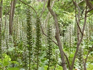 Η ανθισμένη άκανθος στο Τμήμα Ιστορικών Φυτών του Βοτανικού Κήπου Διομήδη