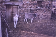 Μοσχαράκια στην Πελαγονία (το 1983)