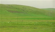 Νομός Καρς (το 2009). Κοπάδι επιστρέφει στη στάνη πριν δύσει ο ήλιος
