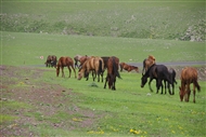 Κοπάδι άλογα στα βοσκοτόπια του Οροπεδίου της Αν. Ανατολίας (Νομός Καρς, το 2009)