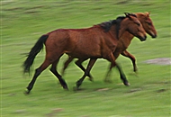 Δυο νεαρά άλογα τρέχουν ελεύθερα στα χορτολίβαδα του Οροπεδίου της Αν. Ανατολίας