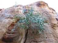 Πέτρα: Βλάστηση μέσα στο Φαράγγι El Siq