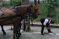 Έξω από το Αρχ. Μουσείο της Σωζόπολης, ο αμαξάς ετοιμάζεται να πεταλώσει τα άλογά του (το 1993)