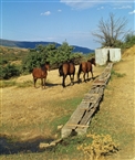 Μαρμαρονήσι / Μαρμαράς (Σεπτέμβριος του 2001): Άλογα στην εξοχή