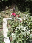 Γλυκύ (Ίμβρος το 2008): Τριαντάφυλλα σε τάφο στο Κοινοτικό Κοιμητήριο του χωριού
