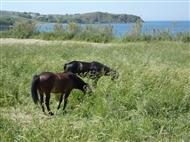 Βόρεια Λέσβος: Άλογα στην Εφταλού (άνοιξη του 2013)