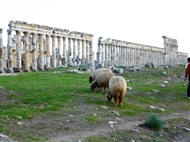 Αρχαία Απάμεια: Κοπάδι πρόβατα και οι μικροί βοσκοί ανάμεσα στη βόρεια κιονοστοιχία (Νοέμβριος 2009)