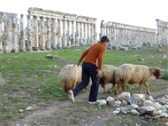 Στην αρχαία Απάμεια το 2009: Βοσκαρούδι με τα πρόβατά του ανάμεσα στα μεγαλοπρεπή ερείπια