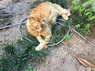 Μια από τις γάτες του Οικουμενικού Πατριαρχείου λιάζεται στον κήπο έξω από το Αγίασμα του Αγ. Χαραλάμπους