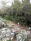 Αμφιάρειο Αττικής: Η δασωμένη ρεματιά και τα ερείπια γύρω από την Ιερή Πηγή