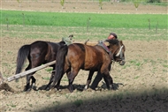 Όργωμα με ζευγάρι αλόγων στην περιοχή της Κορυτσάς (τον Απρίλιο του 2010)