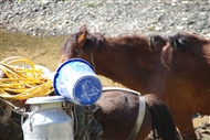 Στα μέρη της Κορυτσάς, τον Απρίλιο του 2010: Τα δυο άλογα, μπροστά το φορτωμένο (κοντινό)