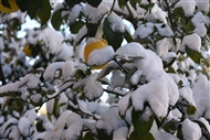 Χιόνια στα αθηναϊκά προάστια σκεπασμένη με χιόνι και η λεμονιά