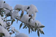 Χιόνια στα αθηναϊκά προάστια, σκεπασμένη με παχύ και φρέσκο χιόνι και η ελιά