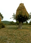 Στα περίχωρα της Ρούσσας: Θημωνιά πάνω σε δέντρο (Νομός Έβρου, το 1982)