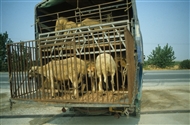Στα θεσσαλικά Τέμπη (Αύγ. του 1982): Φορτωμένα πρόβατα και σκύλος ανάμεσα, που παρακολουθεί την κίνηση στην Εθνική Οδό