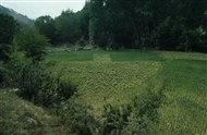 Ορεινά χωριά Ξάνθης (Αύγουστος 1982). Καπνοχώραφα σε σχήμα βέλους κοντά στο χωριό Μύκη