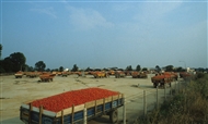 Νομός Ξάνθης: Νταλίκες φορτωμένες με ντομάτες στα περίχωρα της Ξάνθης (το 1982)