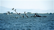 Το Δέλτα του Έβρου είναι το βασίλειο των πουλιών (Ιούλιος του 1995)