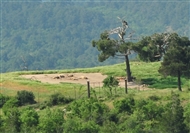 Στο Δάσος της Δαδιάς (Μάιος 2009): Με τηλεφακό από το Παρατηρητήριο (κοντινό)
