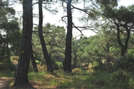 Στο Δάσος της Δαδιάς (Μάιος 2009): Τα γερασμένα πεύκα