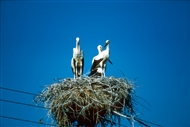 Στις όχθες της Κερκίνης (Ιούλιος του 1995): Ζεύγος πελαργών με το μωρό τους στη φωλιά τους