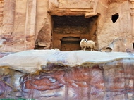 Πέτρα: Το πρόβατο μπροστά στη καταστραμμένη θύρα του λεγόμενου «Ανακτορικού» Τάφου