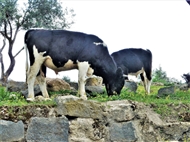 Γάδαρα: Αγελάδες βόσκουν μέσα στον καταπράσινο ερειπιώνα