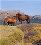 Ελεύθερα άλογα στην Ίμβρο (τον Ιούλιο του 2003)