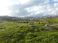 Γέρασα (το 2017): Κοπάδι με κατσίκες στα δυτικά του πρωτοβυζαντινού μητροπολιτικού συγκροτήματος, βόσκουν στον καταπράσινο ανοιξιάτικο αρχαιολογικό χώρο