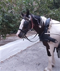 O Μάξιμος, άλογο δουλειάς στις Σπέτσες (Σεπτ. 2022)