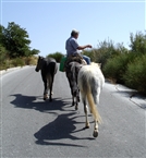 Νεαρή, άσπρη, φοράδα και νέο άλογο ακολουθούν τον έφιππο Παρίσι, δεμένα με σκοινί από το μουλάρι του (Σεπτ. 2007)