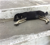 Εκκλησιαστικό Ορφανοτροφείο Βουλιαγμένης: Ξάπλα στον κήπο