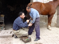 Αλεξάνδρεια, στη συνοικία Ανφούσι: Πετάλωμα αλόγου (Μάρτιος 2012)