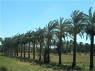 Από το παράθυρο του τρένου Κάιρο-Αλεξάνδρεια (Ιούνιος 2013): Φοίνικες στο Δέλτα του Νείλου