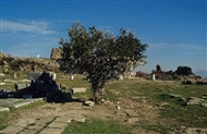 Στην Ακρόπολη της Περγάμου τον Δεκ. του 2000: Ελιά φορτωμένη με κουρελάκια-τάματα στο αίθριο του Ιερού της Αθηνάς