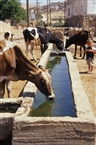 Δάρα, Άνω Μεσοποταμία (Ιούνιος 2005): Ισχνές αγελάδες στην ποτίστρα