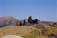 Ελεύθερα άλογα στην Ίμβρο, μεταξύ Αγίων Θεοδώρων και Σχοινουδίου (το 2003)