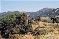 Ελεύθερα άλογα στη λοφώδη ύπαιθρο της Ίμβρου (τον Ιούλιο του 2003)