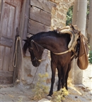 Άλογο στο χωριό Σχοινούδι της Ίμβρου (το 2003)