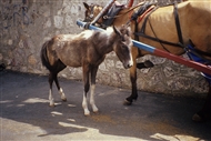 Στη Χάλκη: γαϊδουράκι και ζεμένο άλογο (κοντινό)