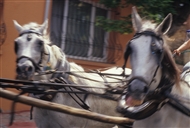 Κοντινό: Δύο άλογα ζεμένα στη των Πριγκηποννήσων (τον Ιούλιο του 2005)