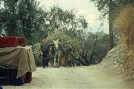 Στο Πήλιο το 2005: Ο αγωγιάτης Θανάσης και η φοράδα Μάρω φορτωμένη με κλαδιά ελιάς