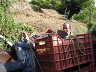 Δυτικό Πήλιο (το 2007): Ο αγωγιάτης Κώστας με τον Ντορή που μεταφέρει σταφύλια