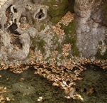 Το αιωνόβιο πλατάνι της Αρναίας με τα ριζά του μέσα στο νερό
