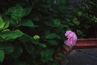 Ορτανσία στον κήπο του Αγ. Παντελεήμονα στο βοσπορινό Κουζκουντζούκι
